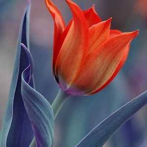 Cartes postales photo artistiques "Tulipes 3" en série limitée