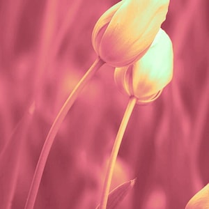 Künstlerische Fotokarten „Tulpen 2“ – Limitierte Serie – die „Tulpen“ von ArtIncarto