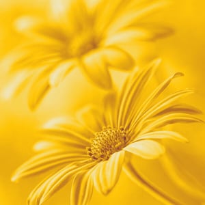 Artistic photo postcards "Margherite" - Limited series - ArtIncarto postcards