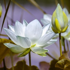 Artistic photo postcards "Lotus Flower" - limited series