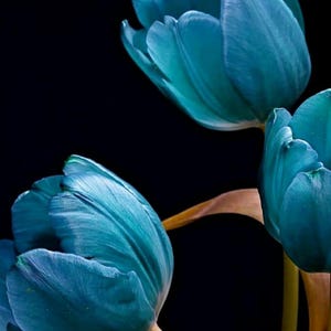 Postcards by ©ArtIncarto "Tulips T6 - 2023"