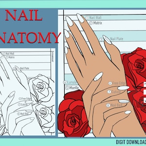 COSMETOLOGY basics | NAIL ANATOMY | Coloring page | study guide |  cosmetology resources | aesthetician