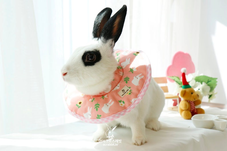Ecollar for Rabbit Surgery Recovery Cone for rabbit Etsy