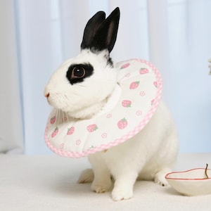 Puede incluir: Un conejo blanco con orejas y marcas oculares negras que lleva un collar rosa y blanco con estampado de fresas. Un peque&ntilde;o cuenco de cer&aacute;mica con borde rojo est&aacute; delante del conejo. El fondo incluye una cortina blanca y flores amarillas.