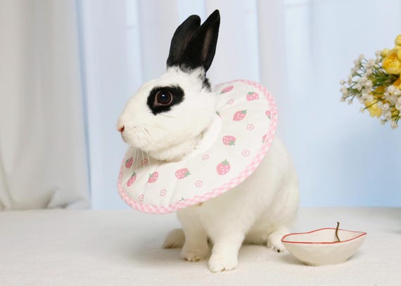 Rabbit,Chinchilla E-Collar: Soft Cotton Surgery Recovery Cone