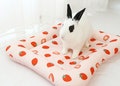 Rectangular Fluffy Bed for Rabbits (Strawberry) product logo