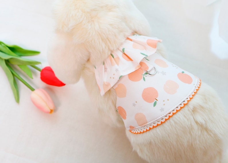 以下が含まれることがあります： 白い犬が、白地に桃色のプリントが施された、桃色のフリル付きハーネスを着用しています。ハーネスは白いレースの縁取りと銀色の金属製のリングが付いています。