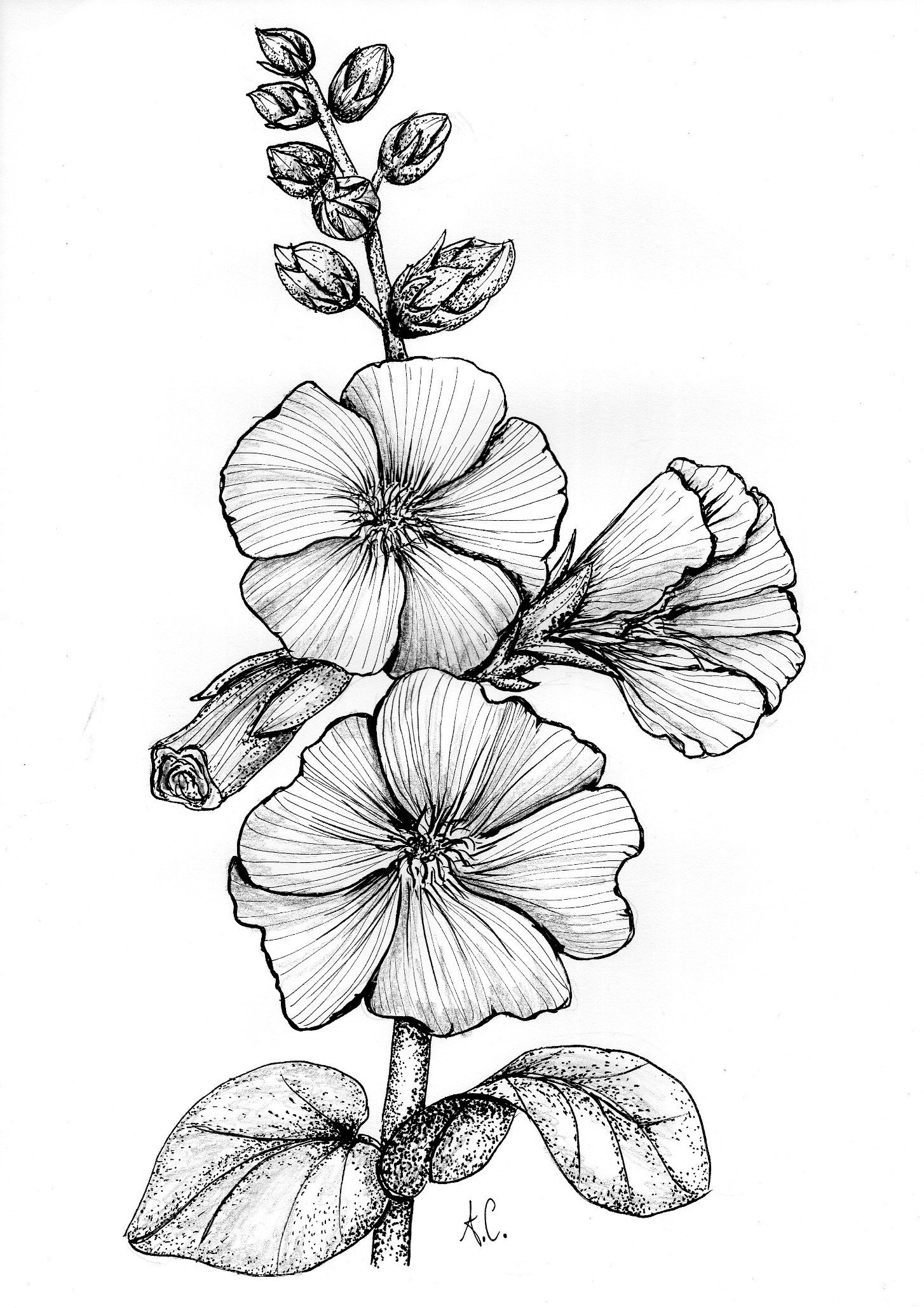 Hollyhock Flower Botanical Illustration Garden Wildflower Etsy Hollyhock Flower Botanical Illustration Garden Wildflower Etsy