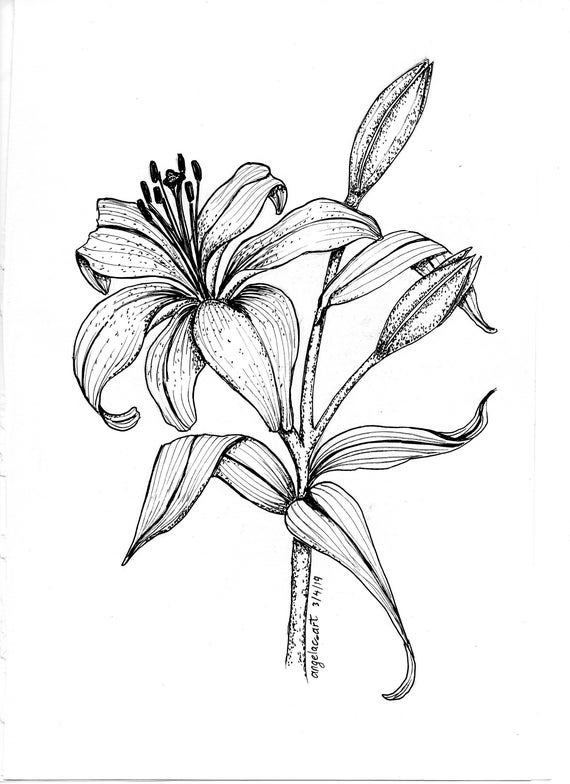 Lilies Black And White Drawing - cigaretteadapterseller