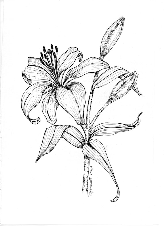 Lilies Black And White Drawing - cigaretteadapterseller