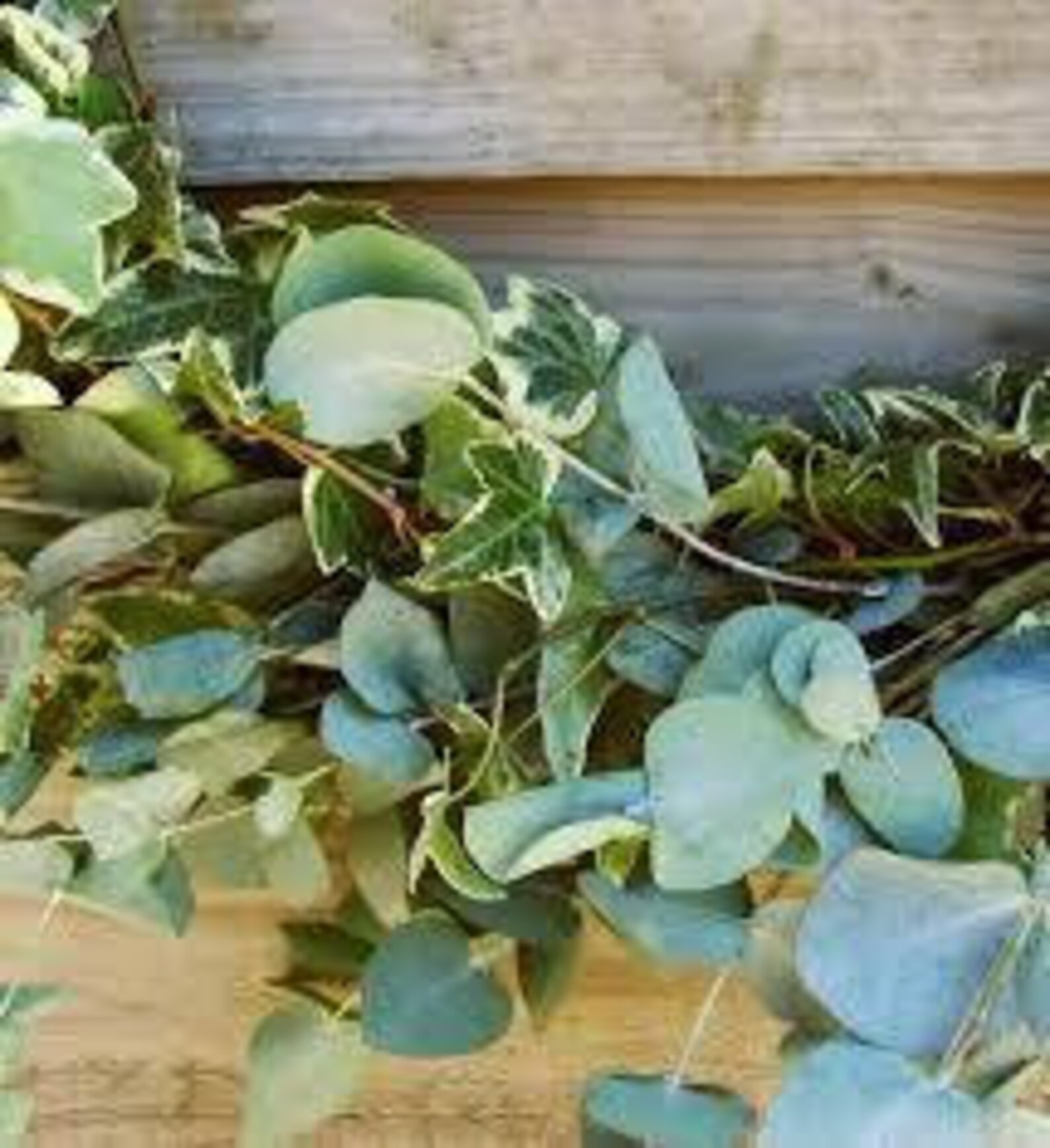 Fresh Eucalyptus Garland Seeded/Silver Dollar Eucalyptus Etsy