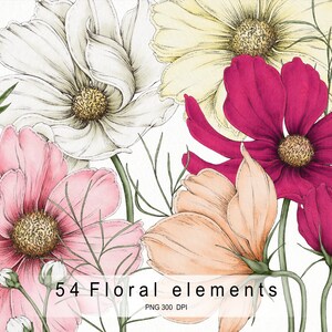 Puede incluir: Una ilustración digital de cinco flores de cosmos rosas, blancas y rojas con tallos y hojas verdes. Las flores están dibujadas en un estilo vintage con líneas y sombras detalladas. El texto "54 Floral elements PNG 300 DPI" está en la parte inferior de la imagen.