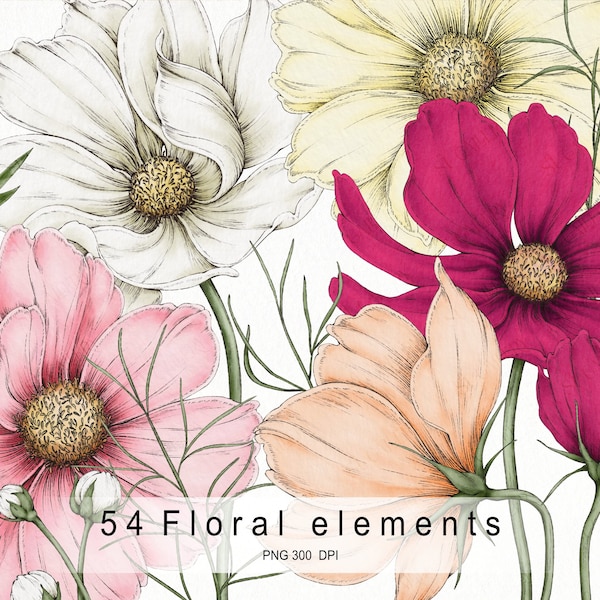 Cosmos flowers water colors, flower elements,  floral arrangement, gift, invite card, Digital floral clipart PNG, Digital download