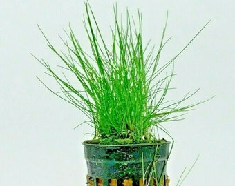 Eleocharis Parvula Dwarf Hairgrass Spikerush Oxygenating Pond Aquarium Plant