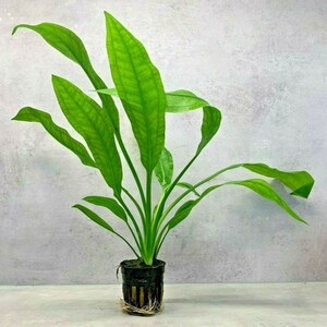 AMAZON SWORD In A Plastic Pot Echinodorus Bleheri Paniculatus Aquarium Plant image 1