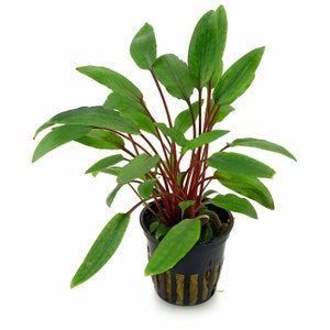 May include: A potted red stem plant with green leaves. The plant is in a black plastic pot with a brown mesh bottom.
