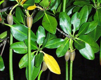 Red Mangrove Plant Rooted 7-12" Long 4-6 Months Old X1 Offer On Buy One Get One Free