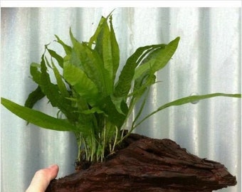 Java Fern Microsorium Pteropus On Bogwood LIVE Aquarium Tropical Plant Decor