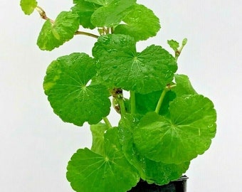 Hydrocotyle Leucocephala Brazilian Pennywort Live Tropical Aquatic Plant