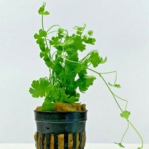 May include: A small green plant with long, trailing stems growing in a black plastic pot with a brown mesh insert. The plant is in a white background.