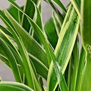 Chlorophytum Bichetii Grass Siam Lily Similar Spider Plant Flowering Houseplant image 4