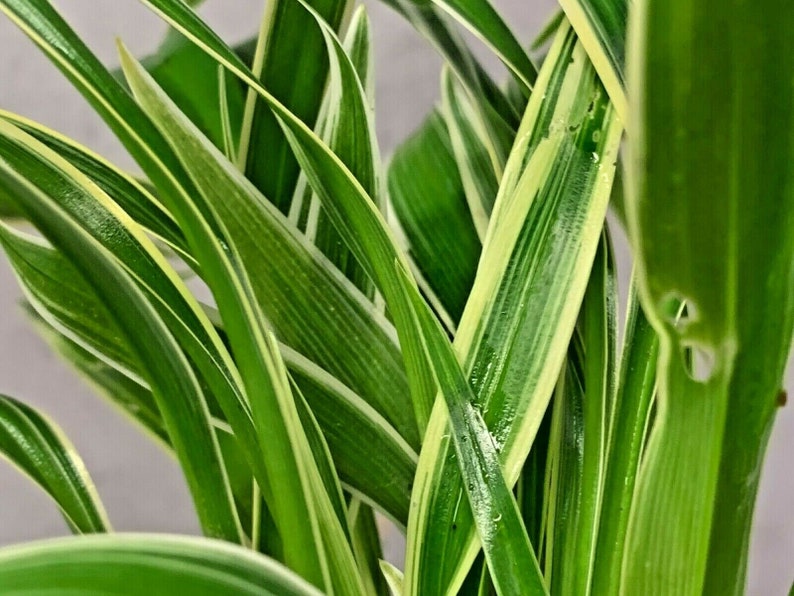 Chlorophytum Bichetii Grass Siam Lily Similar Spider Plant Flowering Houseplant image 4