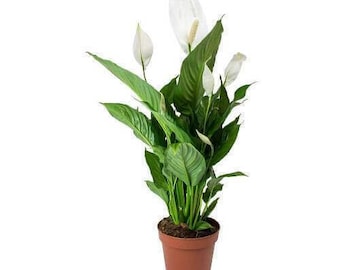 Peace Lily Spathiphyllum Wallisii White Sails Air Purifying Office Plant