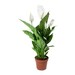 see more listings in the House Plants section