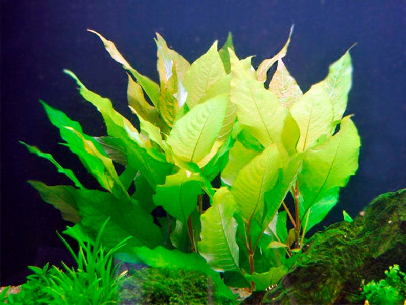 Nomaphila Stricta Live Tropical Aquarium Plants MON-THURS Postage image 1