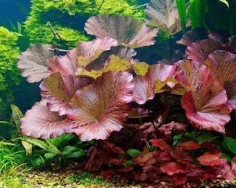 Nymphaea Zenkeri Tiger Lotus Bulb Red LIVE Aquarium Plant FREE DELIVERY