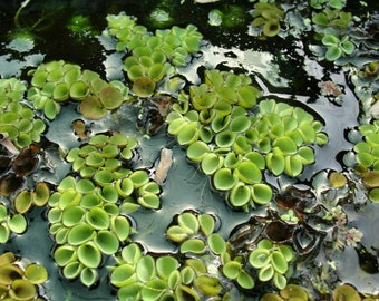 Salvinia Cucullata Live Aquarium Floating Plant Asian Watermoss Shelter For Fish