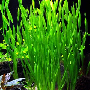 Vallisneria Gigantea Americana X 2 stems Live Aquarium Tropical Plant