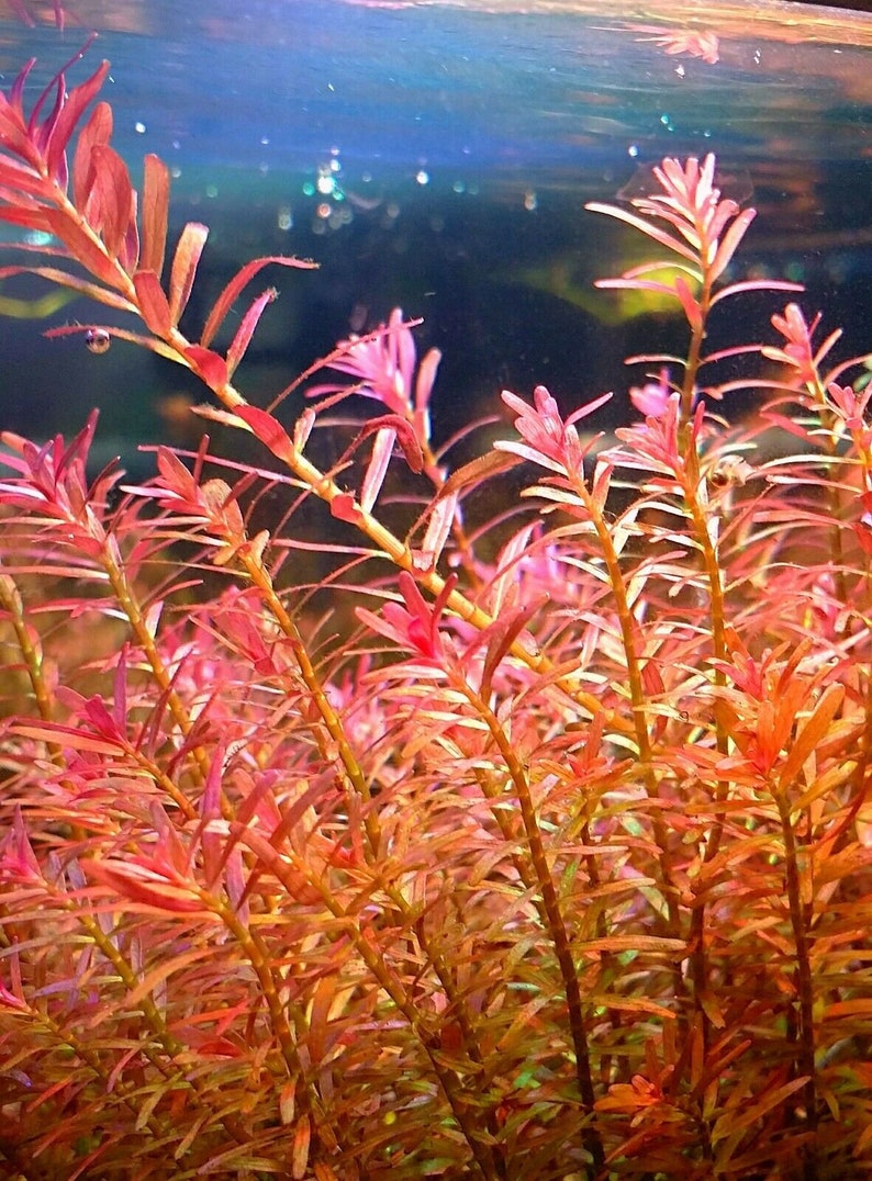 Rotala Vietnam H'ra LIVE Tropical Aquarium Plants Carpeting image 1