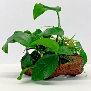 May include: A green plant with large leaves growing on a brown lava rock. The plant is a popular choice for aquariums and terrariums.