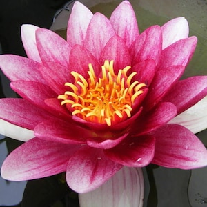 Pink Live Deep Water Lily Pond Bare Rooted