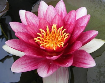 Pink Live Deep Water Lily Pond Bare Rooted