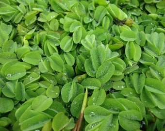 Salvinia Auriculata Live Aquarium Pond Floating Plants X 10