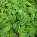 see more listings in the Aquarium Plants section