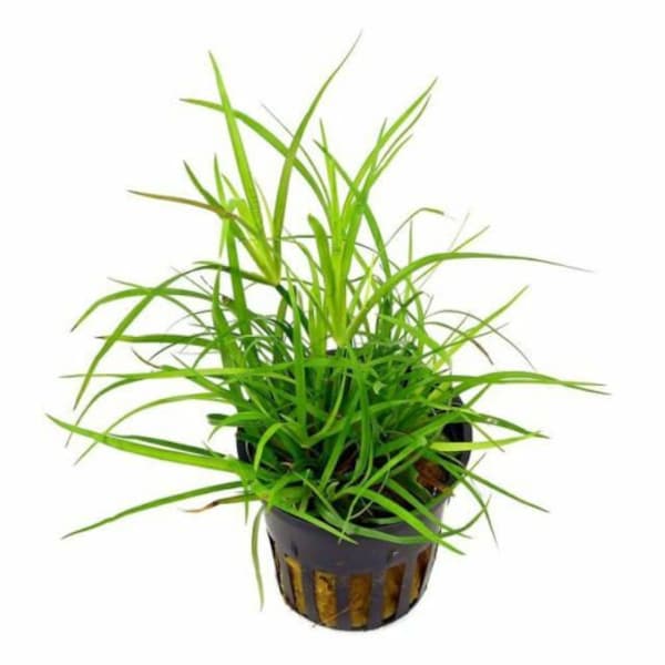 Juncus Repens Easy LIVE Aquarium Tropical Plant Free Delivery 1 Weight Free