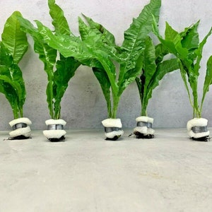 May include: Five green leafy plants in white pots with a grey band around the base. The plants are on a grey surface.