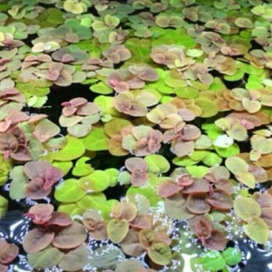 Red Root Floater Phyllanthus Fluitans Floating Aquarium Pond Plant X 25 Easy