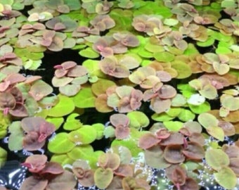 Red Root Floater Phyllanthus Fluitans Floating Aquarium Pond Plant X 25 Easy