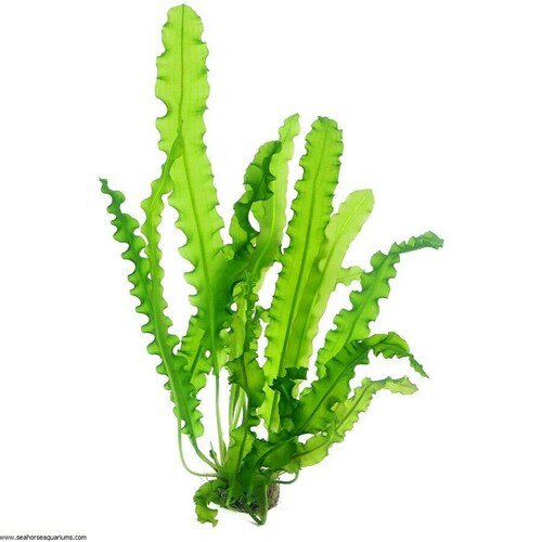 20 Aquarium Aquatic Tropical Live Fish Tank Plants Water Plant Etsy UK