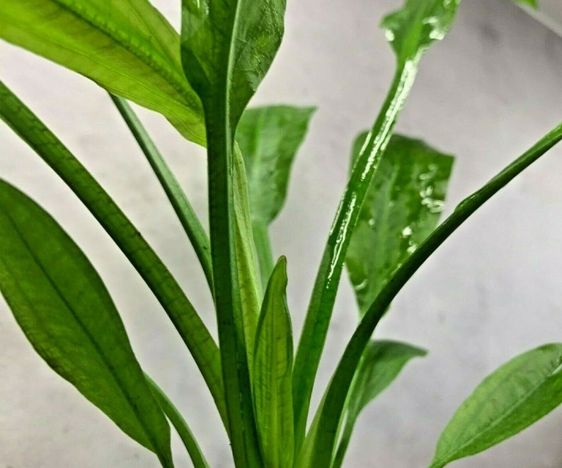 AMAZON SWORD In A Plastic Pot Echinodorus Bleheri Paniculatus Aquarium Plant image 7