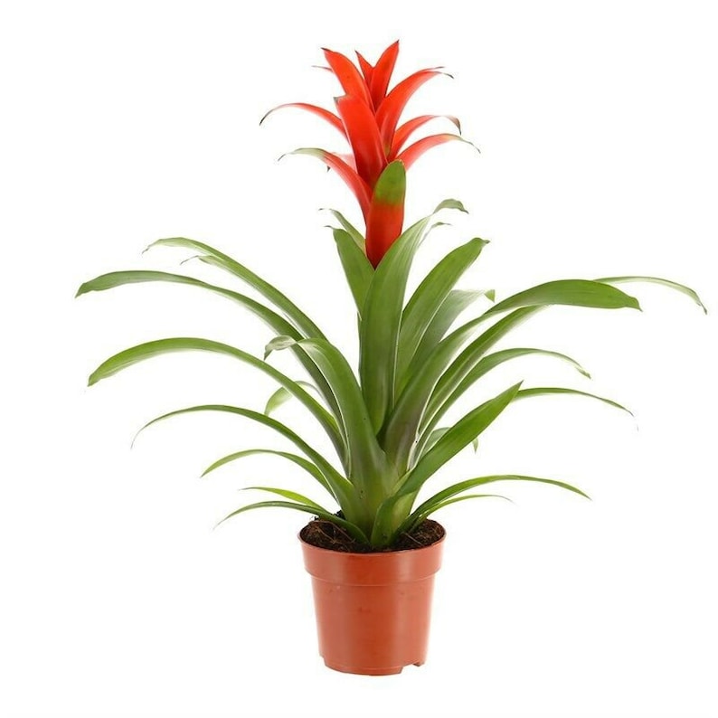 Guzmania Bromeliad House Plant Office Terrariums Airplant Easy Care