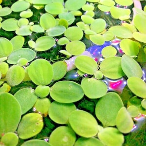 Pistia Indoor Dwarf Water Lettuce Live Aquarium Pond Floating Plant X 4