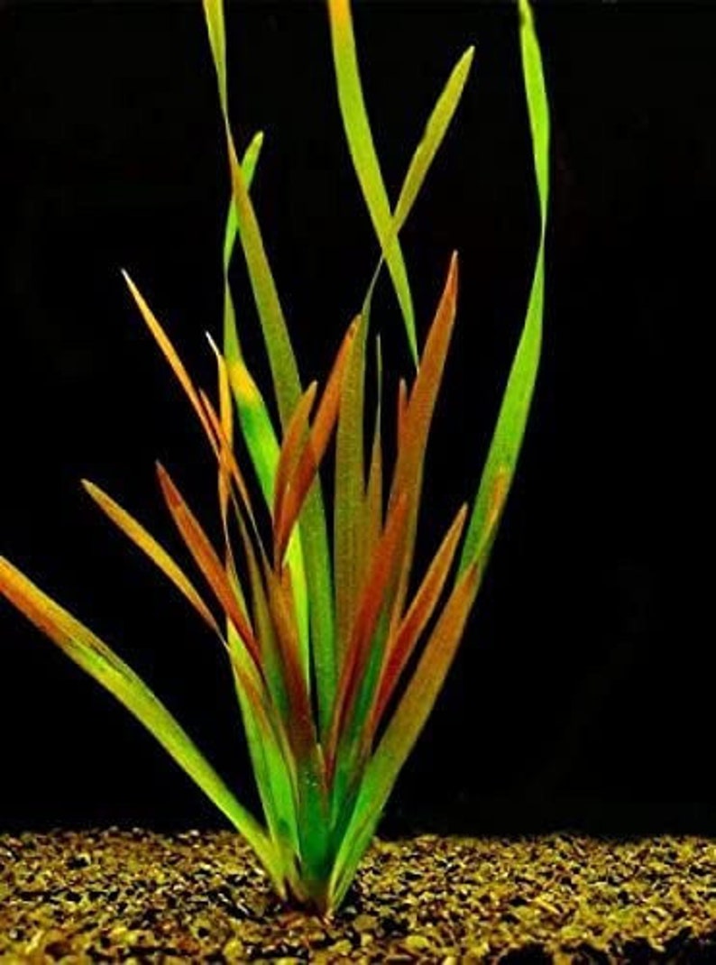 Vallisneria Gigantea Rubra x 2 Stems Giant Val Rubra Live Aquarium Plant image 1