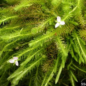 Mayaca Fluviatilis Live Tropical Aquarium Plants 1 Bunch Bog Moss Flowering image 2