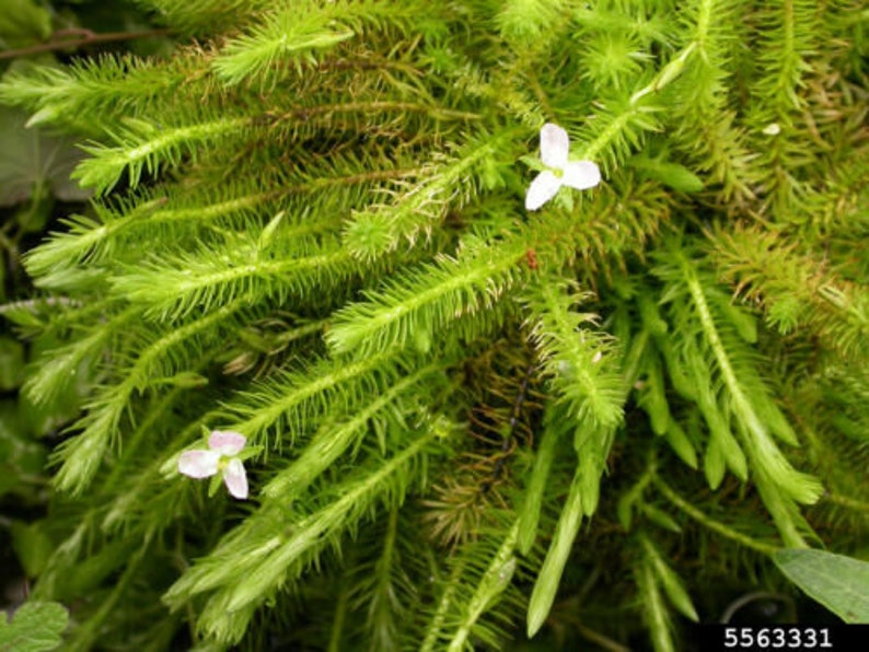 Mayaca Fluviatilis Live Tropical Aquarium Plants 1 Bunch Bog Moss Flowering image 2