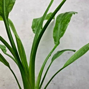 AMAZON SWORD In A Plastic Pot Echinodorus Bleheri Paniculatus Aquarium Plant image 4